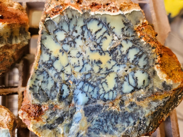 Dendritic Opal  rough.  DOR282