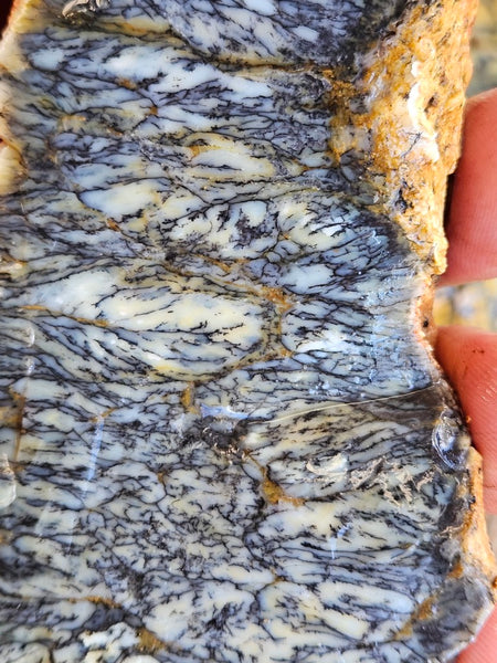 Dendritic Opal  rough.  DOR281