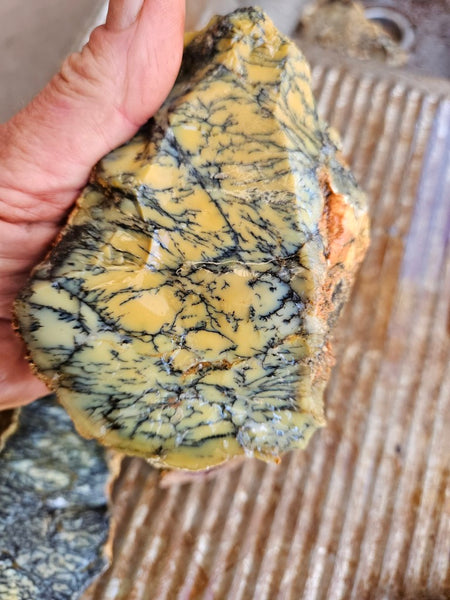 Dendritic Opal  rough.  DOR281
