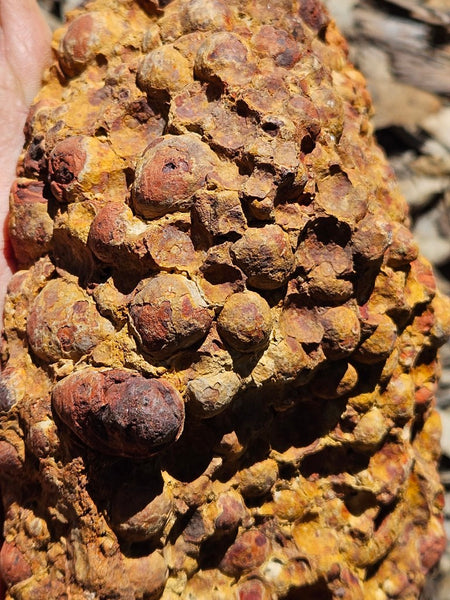 Polished Bauxite BAU134