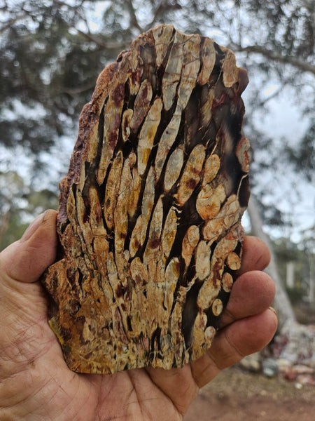 Polished Peanut Wood slab PW358
