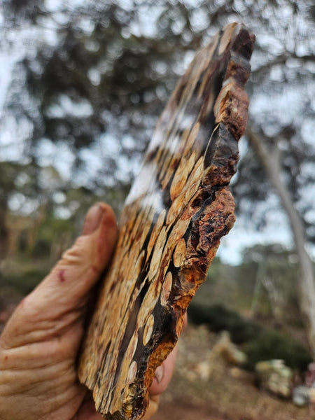 Polished Peanut Wood slab PW358