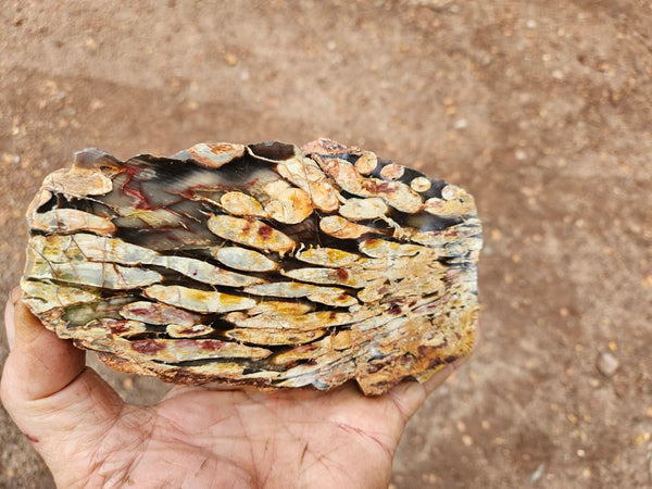 Polished Peanut Wood slab PW358