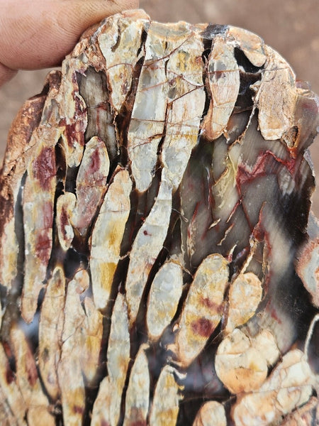 Polished Peanut Wood slab PW358