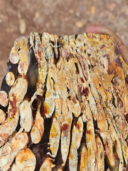 Polished Peanut Wood slab PW358