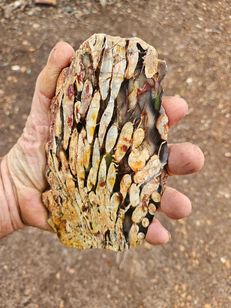 Polished Peanut Wood slab PW358