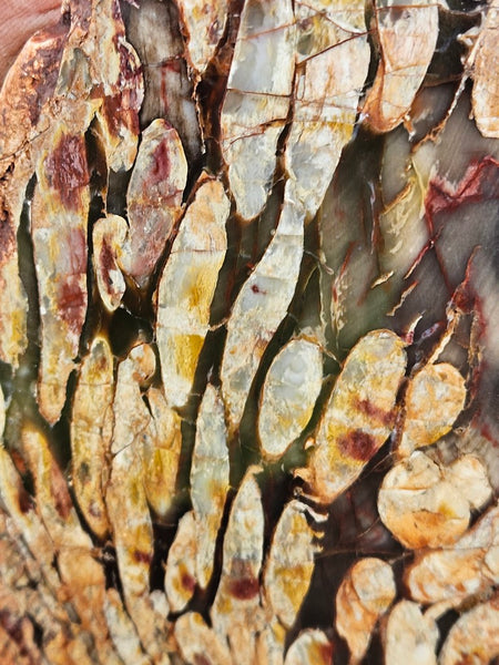 Polished Peanut Wood slab PW358