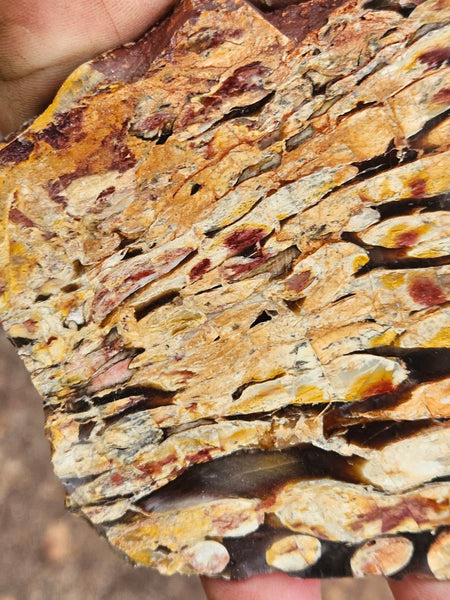 Polished Peanut Wood slab PW358