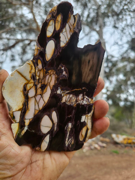 Polished Peanut Wood slab PW359