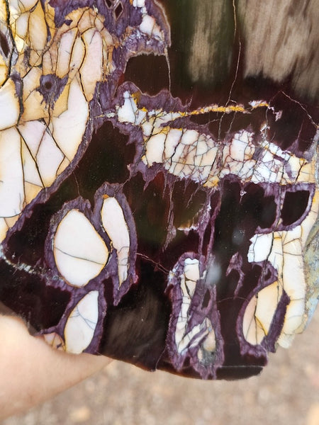 Polished Peanut Wood slab PW359