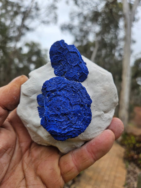 Azurite Sun  AZ211