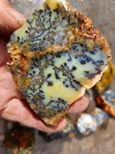 Dendritic Opal  rough.  DOR286
