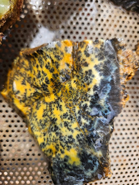 Dendritic Opal  rough.  DOR286
