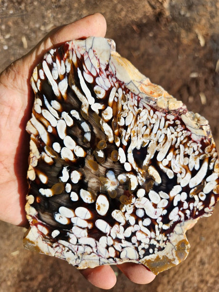 Polished Peanut Wood slab PW360