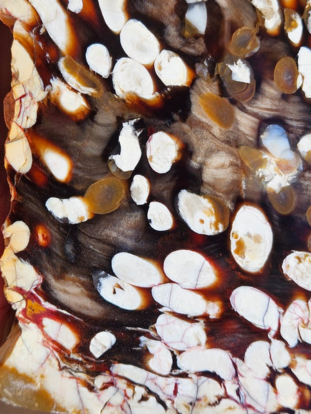 Polished Peanut Wood slab PW360