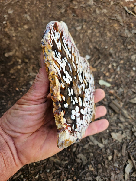 Polished Peanut Wood slab PW360