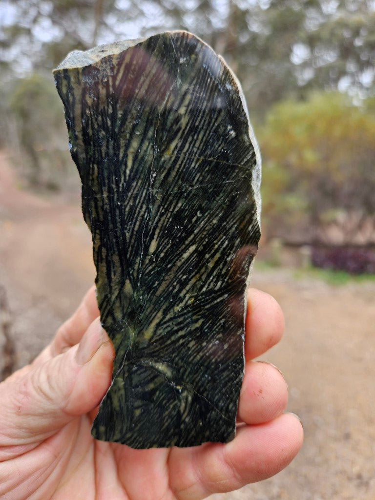 Polished Komatiite slab KOM105
