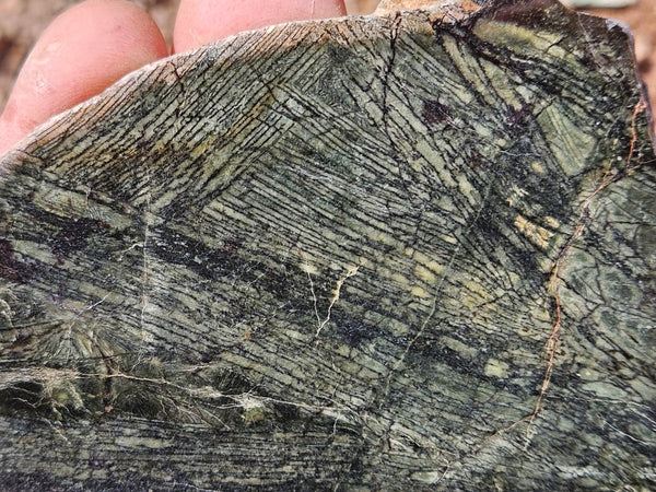 Polished Komatiite slab KOM109