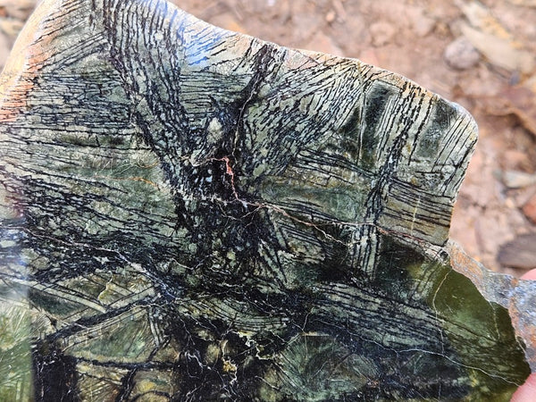 Polished Komatiite slab KOM111