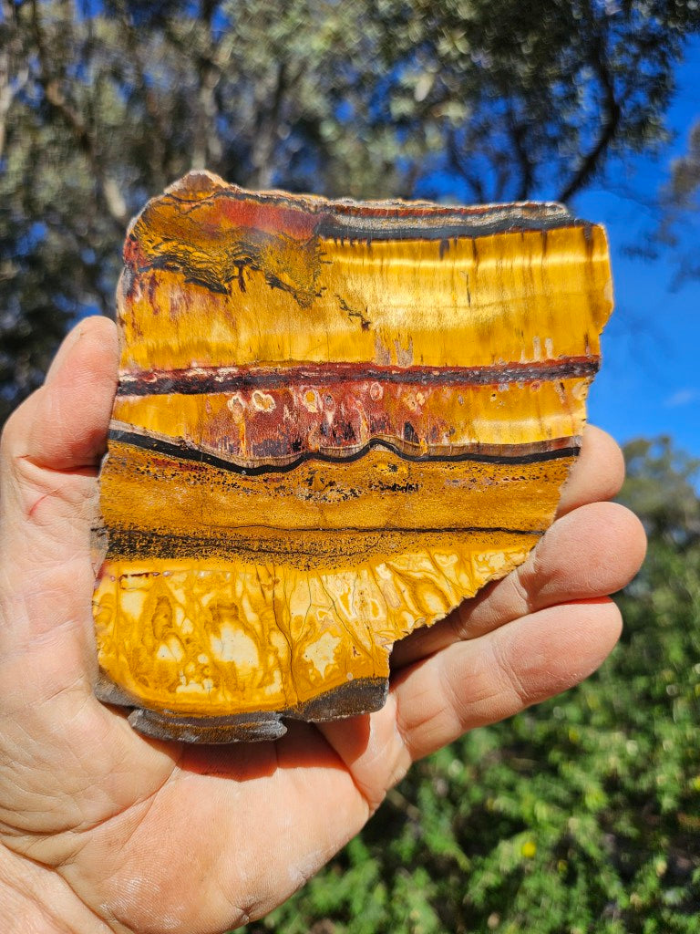 Polished Tiger Eye slab TE499