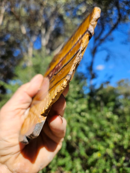 Polished Tiger Eye slab TE499