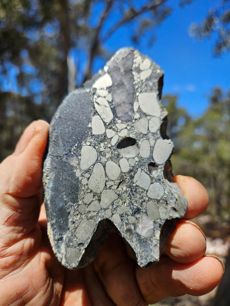 Polished Beaton's Creek auriferous conglomerate slab BC125