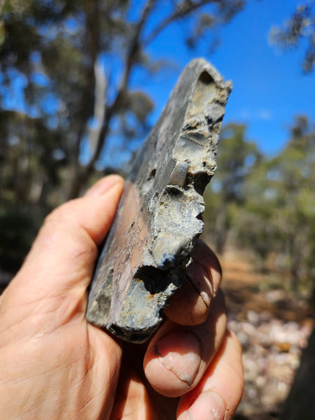 Polished Beaton's Creek auriferous conglomerate slab BC125