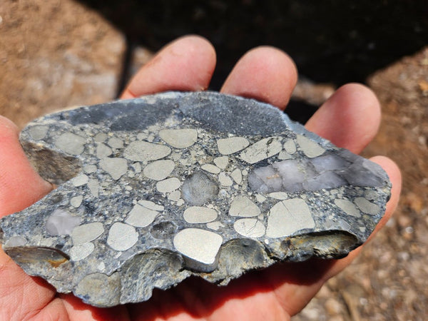 Polished Beaton's Creek auriferous conglomerate slab BC125