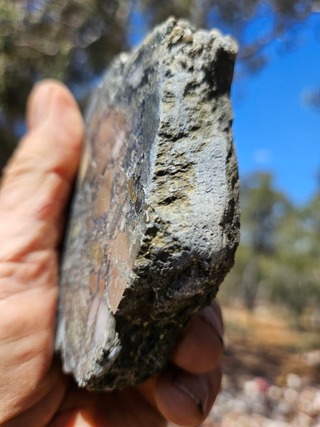 Polished Beaton's Creek auriferous conglomerate slab BC126