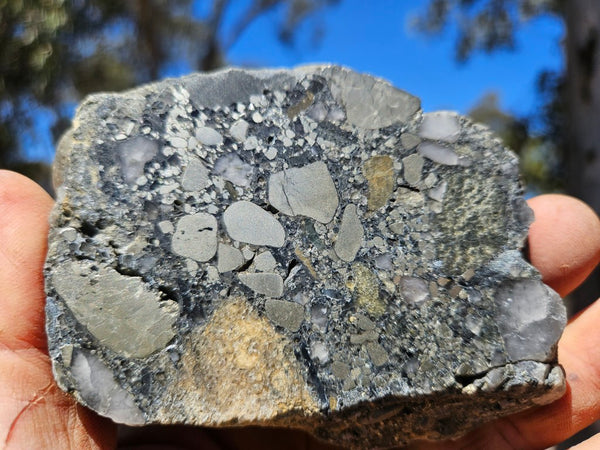 Polished Beaton's Creek auriferous conglomerate slab BC126