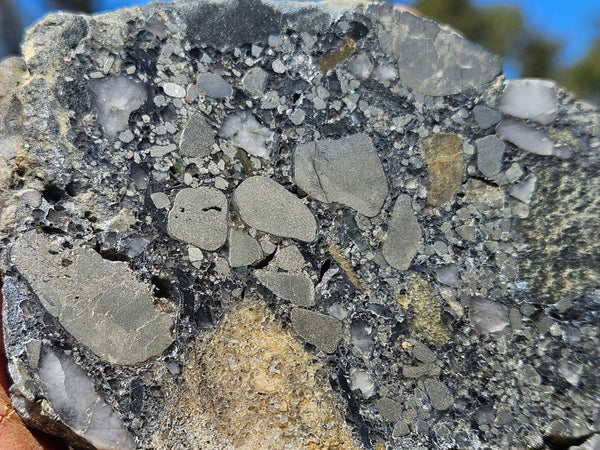 Polished Beaton's Creek auriferous conglomerate slab BC126
