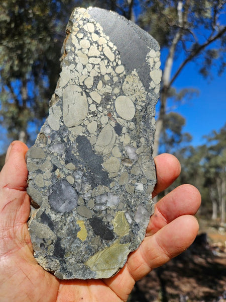 Polished Beaton's Creek auriferous conglomerate slab BC127