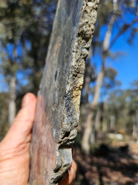 Polished Beaton's Creek auriferous conglomerate slab BC127