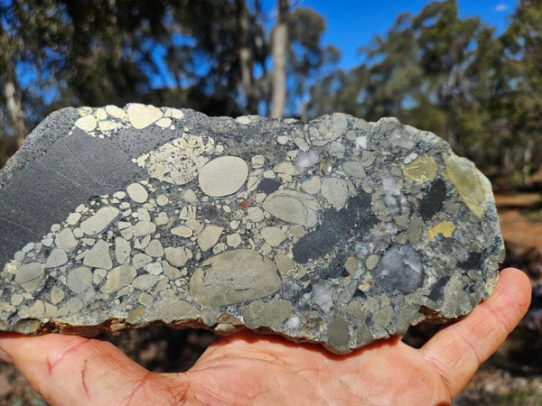 Polished Beaton's Creek auriferous conglomerate slab BC127