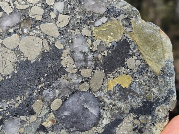 Polished Beaton's Creek auriferous conglomerate slab BC127