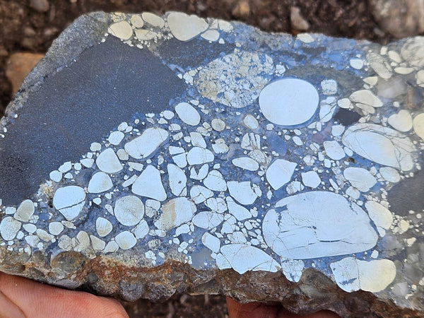 Polished Beaton's Creek auriferous conglomerate slab BC127