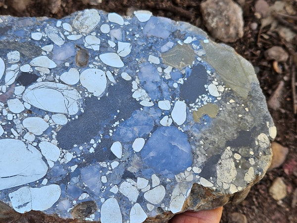 Polished Beaton's Creek auriferous conglomerate slab BC127