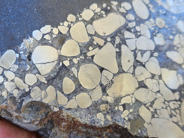 Polished Beaton's Creek auriferous conglomerate slab BC127