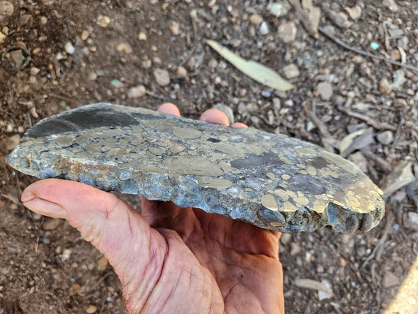 Polished Beaton's Creek auriferous conglomerate slab BC127
