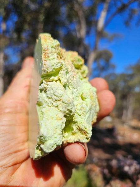 Polished Lime Magnesite specimen. MAP230