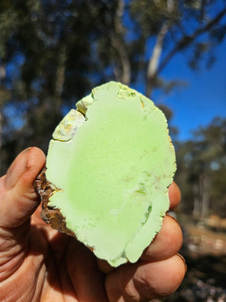 Polished Lime Magnesite specimen. MAP231
