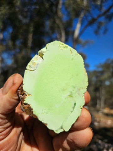Polished Lime Magnesite specimen. MAP231