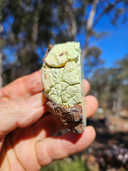 Polished Lime Magnesite specimen. MAP231