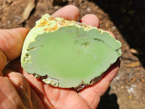 Polished Lime Magnesite specimen. MAP231