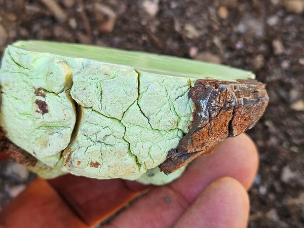 Polished Lime Magnesite specimen. MAP231