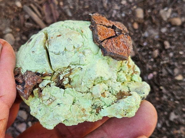 Polished Lime Magnesite specimen. MAP231