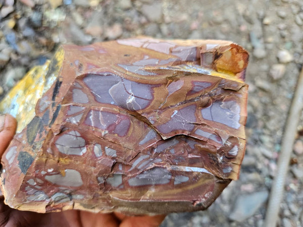 Noreena Jasper rough NJR200
