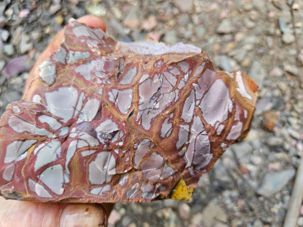 Noreena Jasper rough NJR200