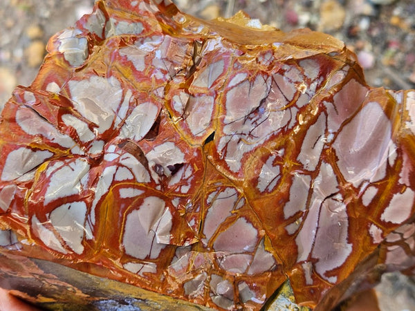 Noreena Jasper rough NJR200