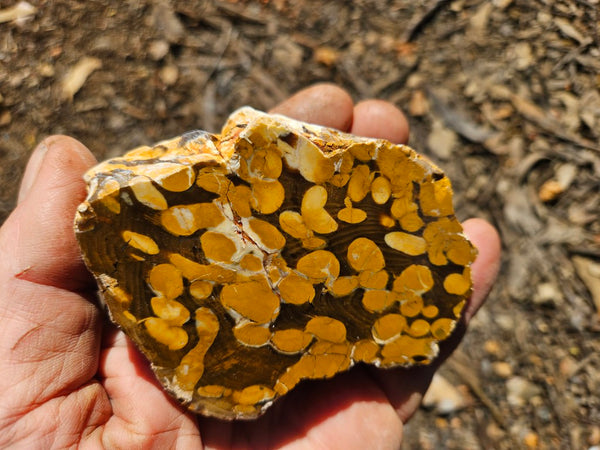 Polished Peanut Wood  PW362